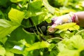 Sekator ogrodowy ręczny nożycowy STR STALCO GARDEN
