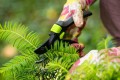 Sekator ogrodowy ręczny nożycowy STR STALCO GARDEN